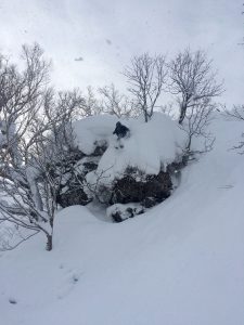 tree run skiing powder niseko japan european snowsport